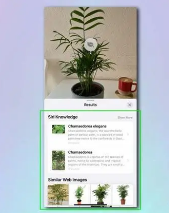 如何使用 iPhone 相机识别植物和花卉?