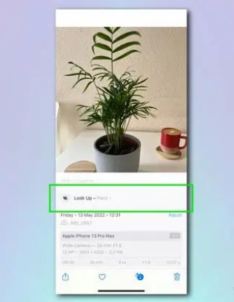 如何使用 iPhone 相机识别植物和花卉?